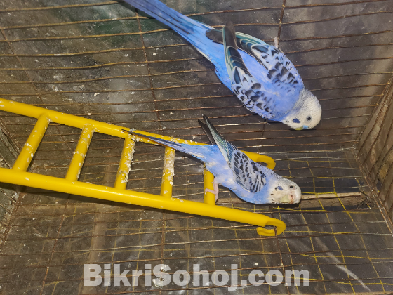বাজিগার পাখি বিক্রয়, ডিম বাচ্চা রানিং